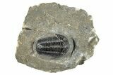 Detailed Gerastos Trilobite Fossil - Morocco #277641-3